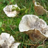 0809F 059 Flandern-Route : oostende